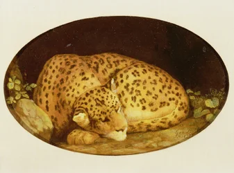 Leopardo Durmiendo, 1777